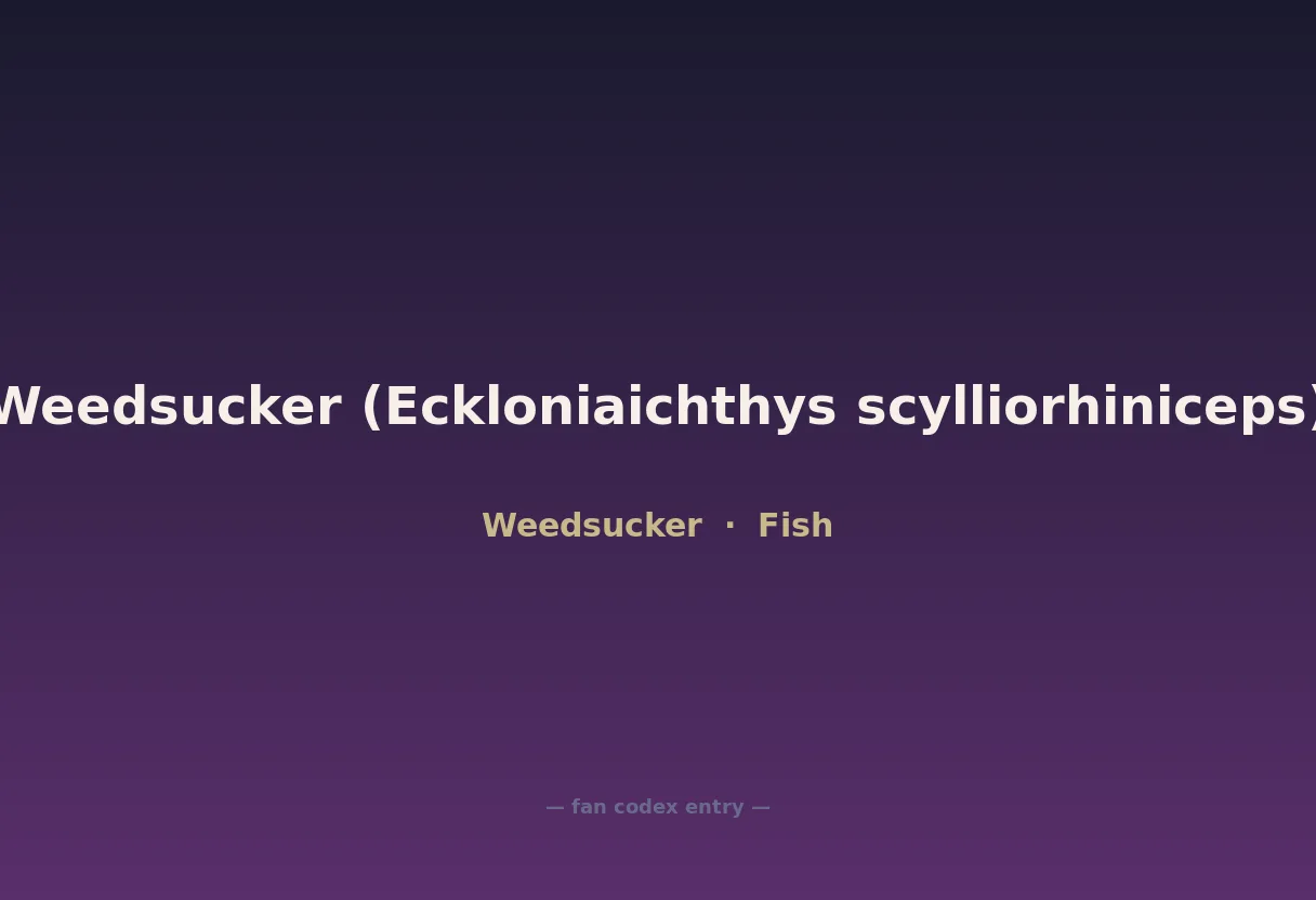 Weedsucker (Eckloniaichthys scylliorhiniceps)