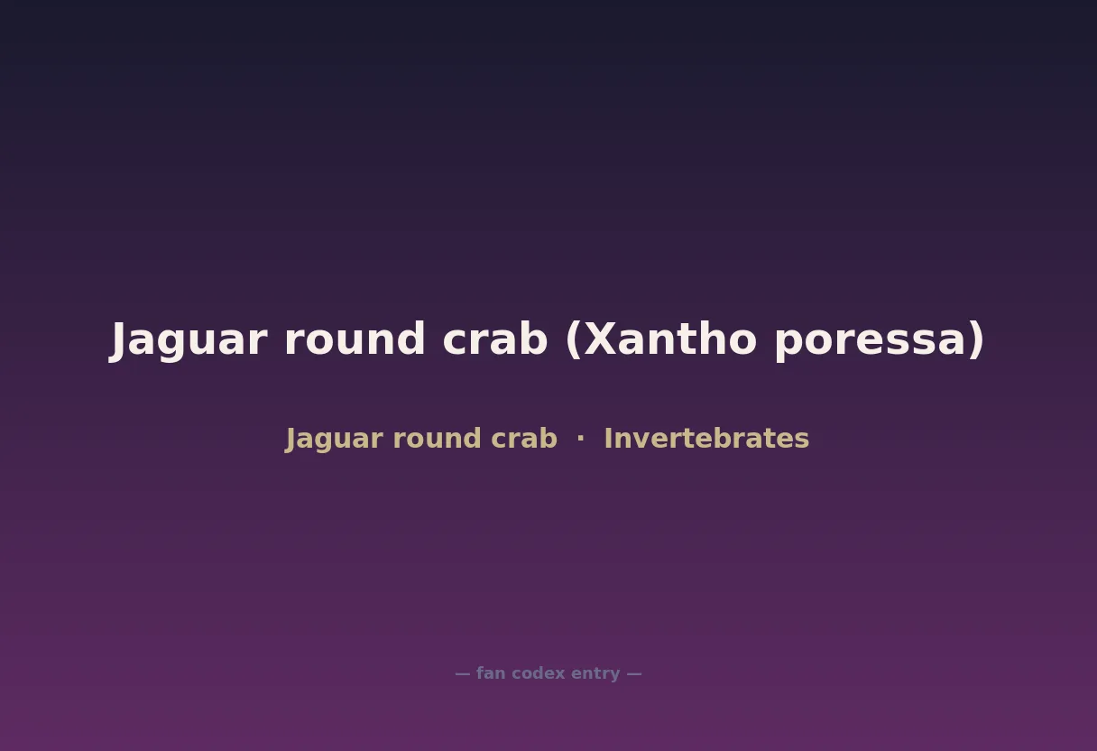 Jaguar round crab (Xantho poressa)