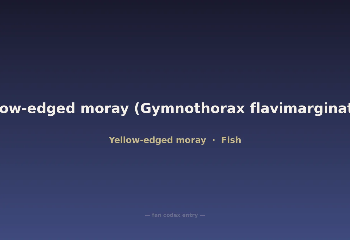 Yellow-edged moray (Gymnothorax flavimarginatus)