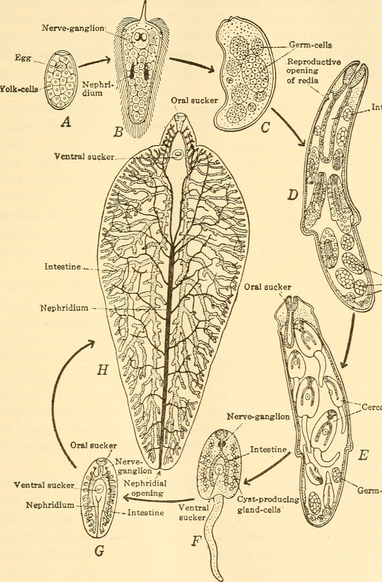 Biology and life history