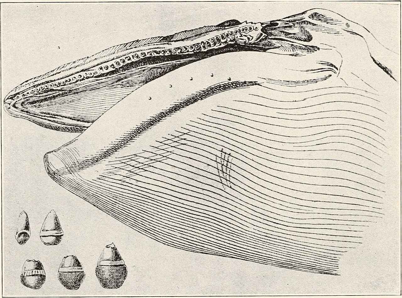 Biology and life history