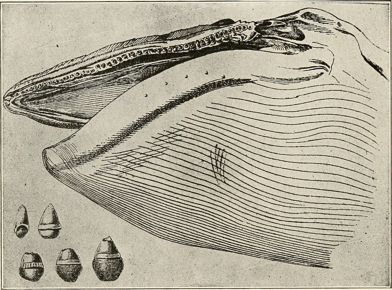 Biology and life history
