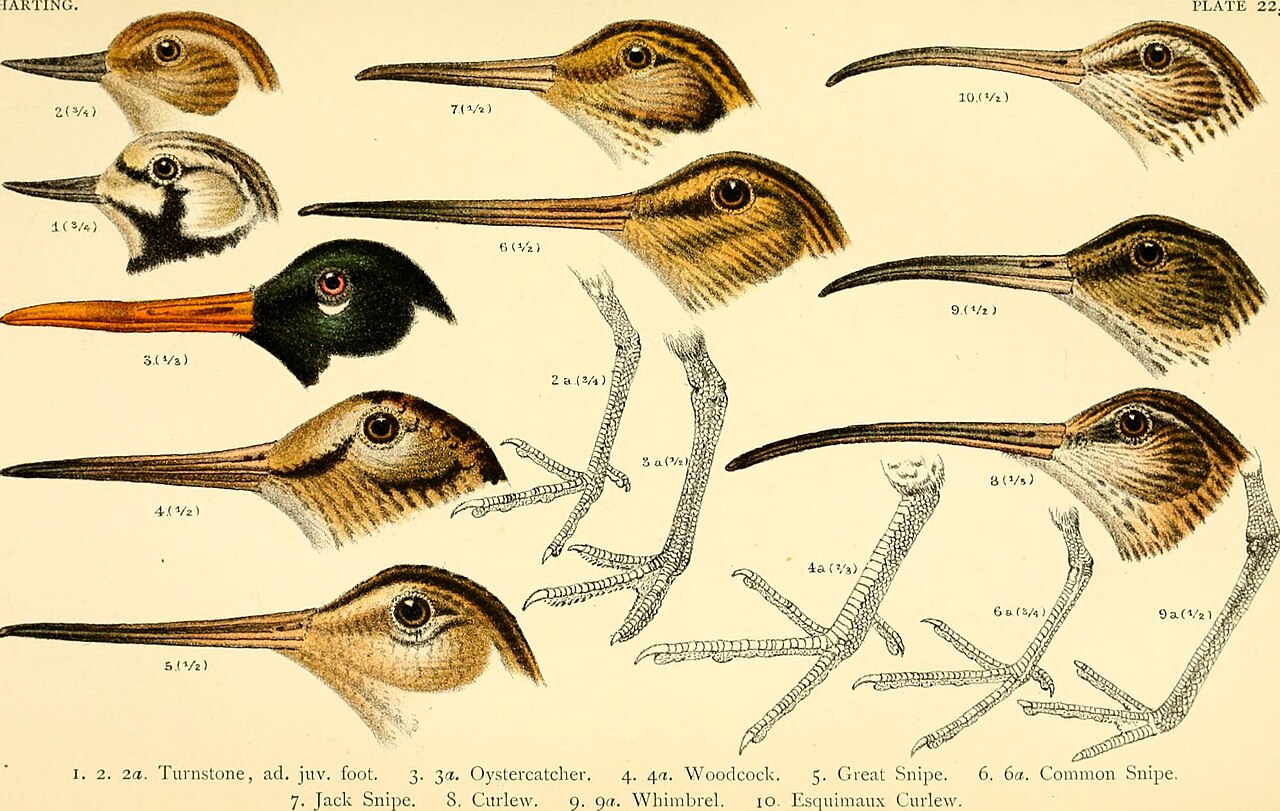Distribution and occurrence records