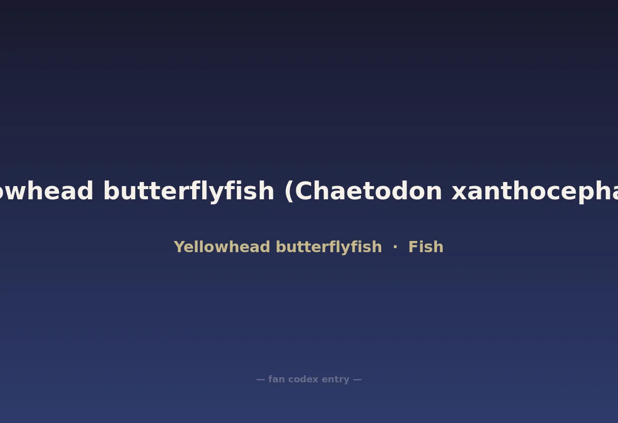 Yellowhead butterflyfish (Chaetodon xanthocephalus)