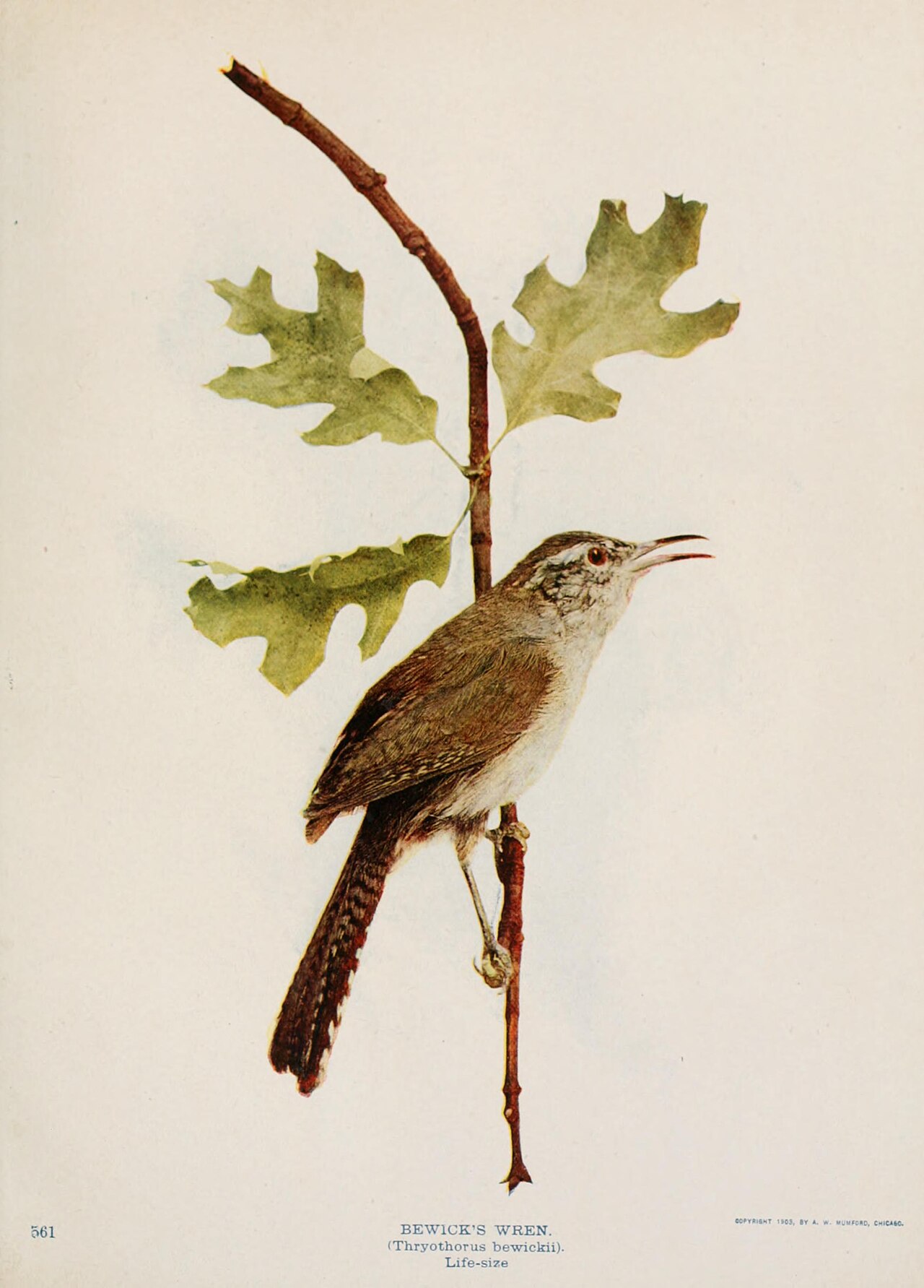 Birds and nature in natural colors - being a scientific and popular treatise on four hundred birds of the United States and Canada (1913)