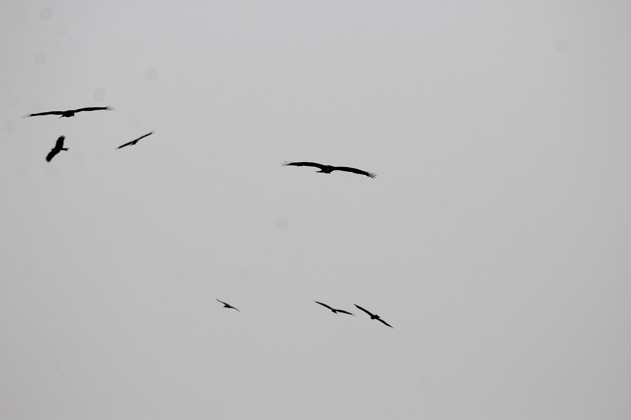 Birds blazing