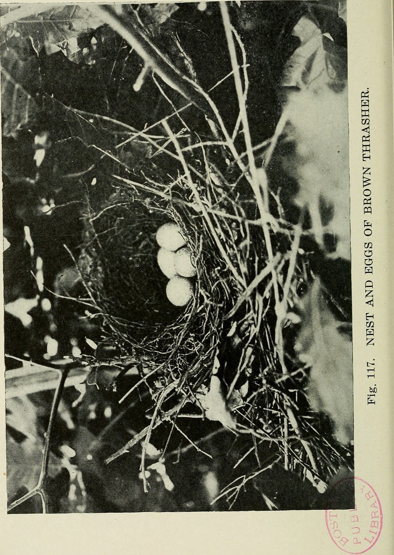Camera studies of wild birds in their homes (1911)