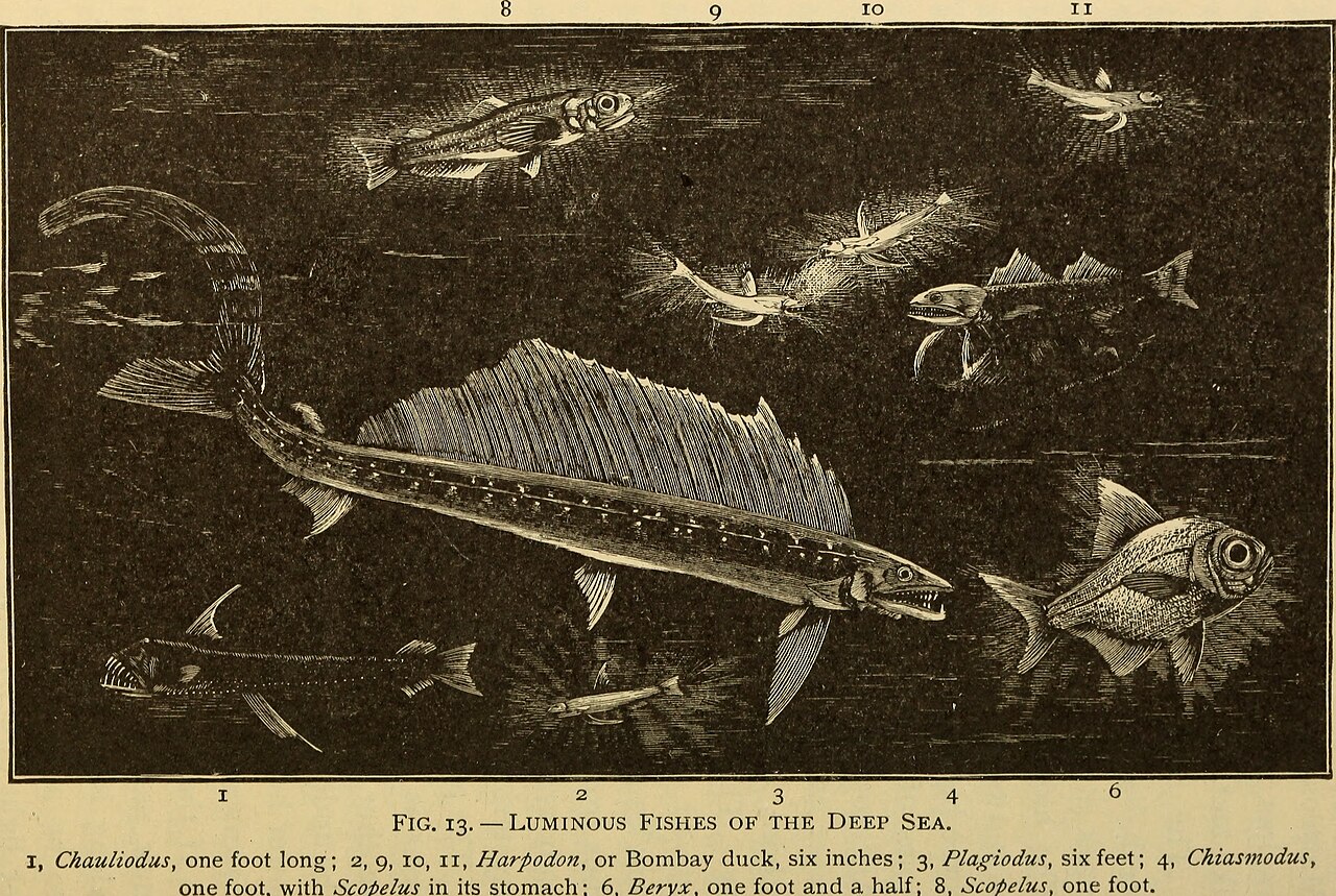 Half hours with fishes, reptiles, and birds (1906)