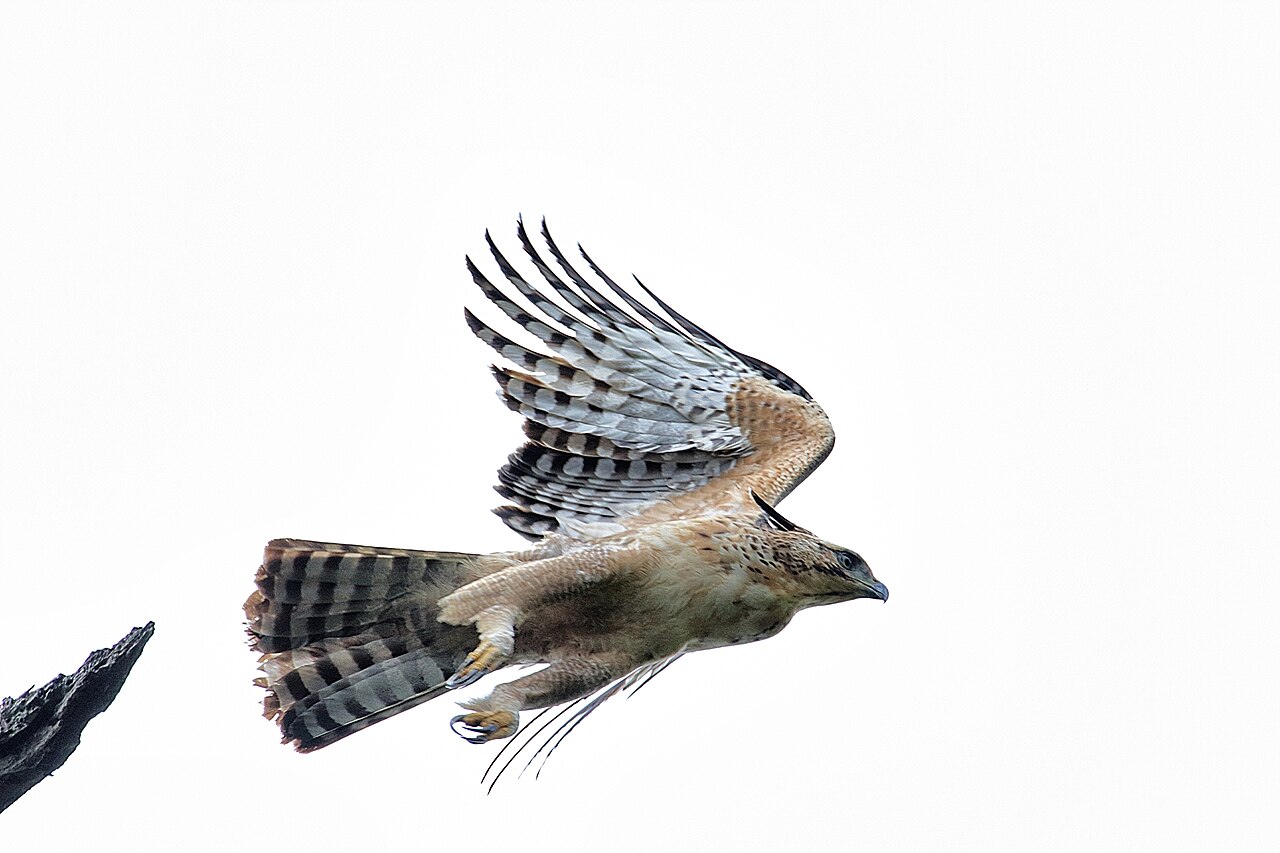 The blazingly fast Changeable Hawk Eagle