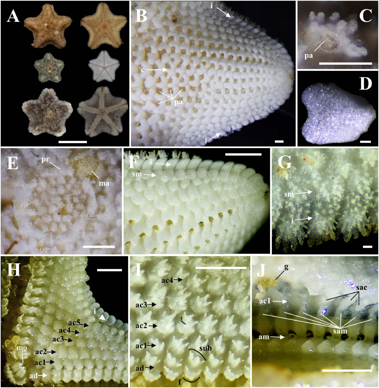 Aquilonastra