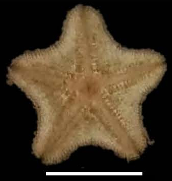 Aquilonastra
