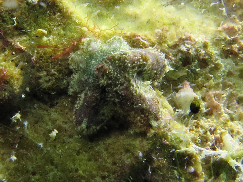 Aquilonastra