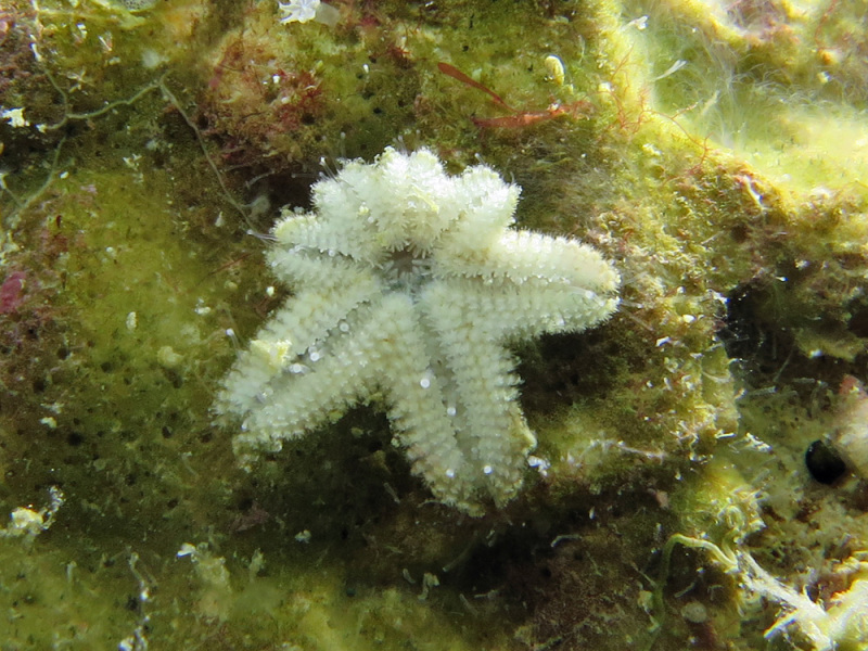 Aquilonastra