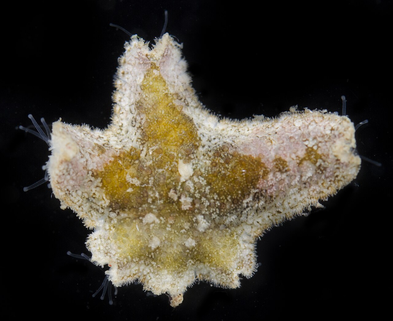 Aquilonastra