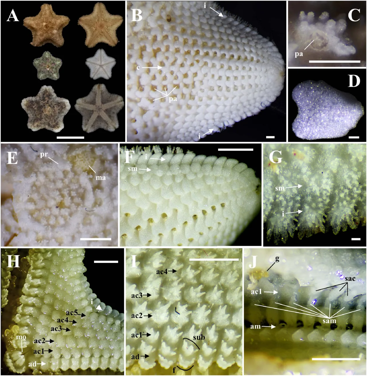Aquilonastra
