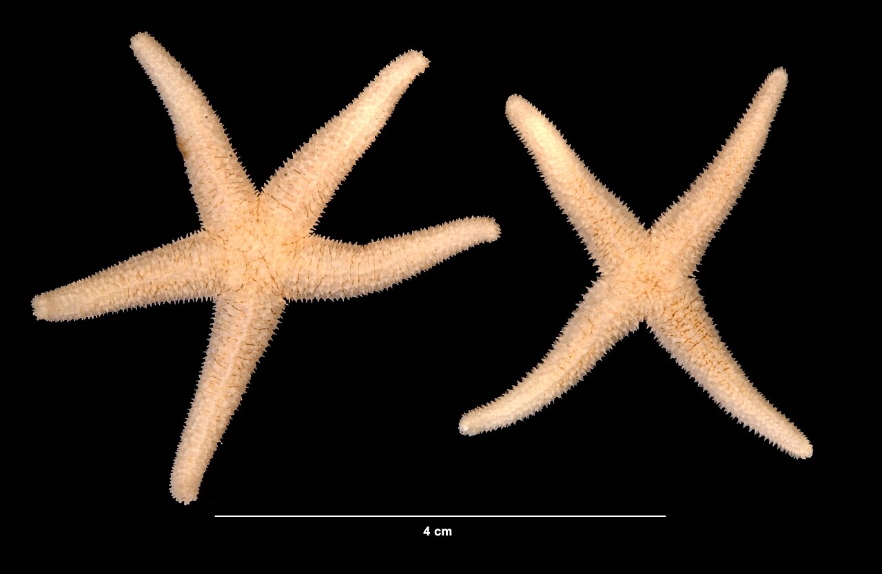 Asterias