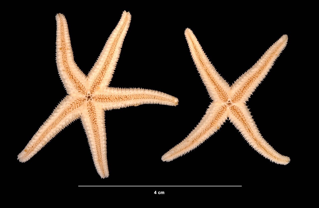 Asterias