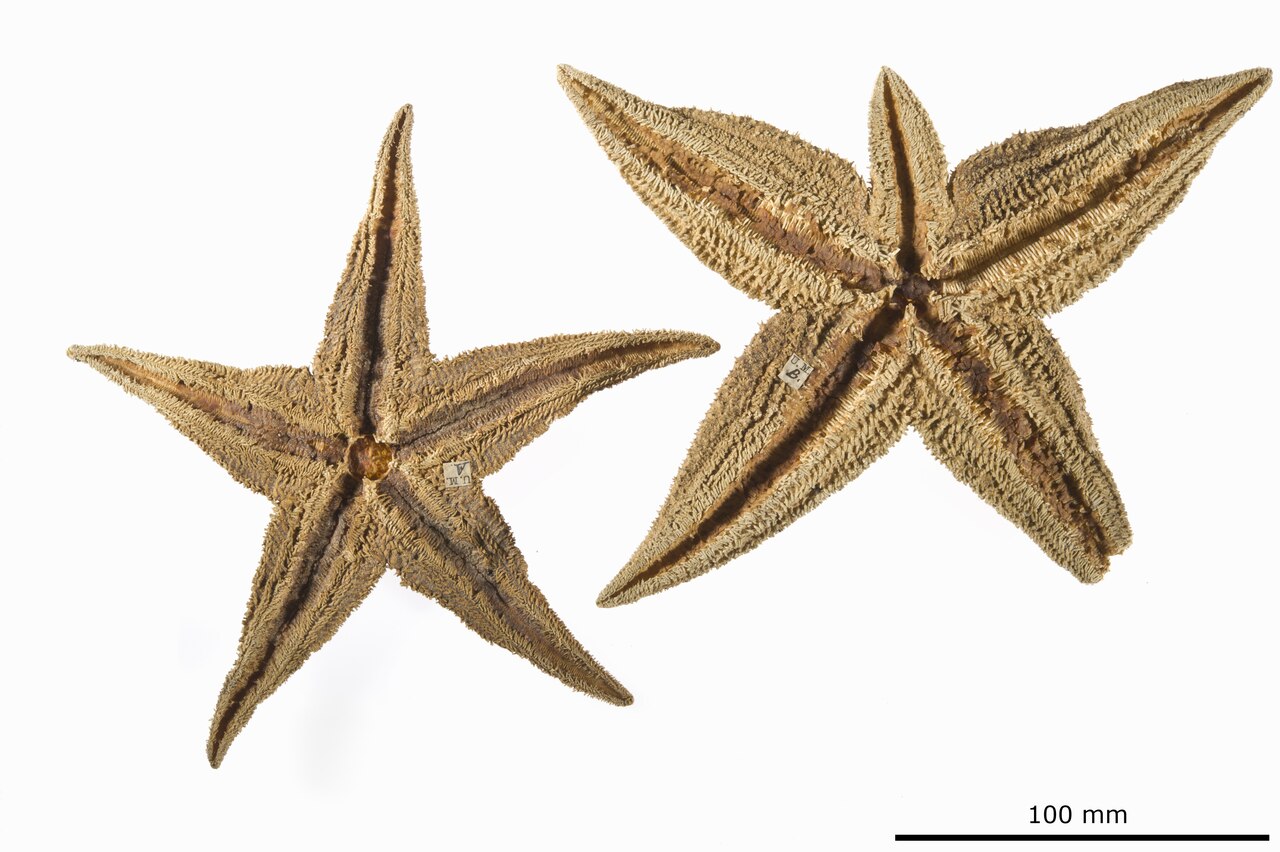 Asterias