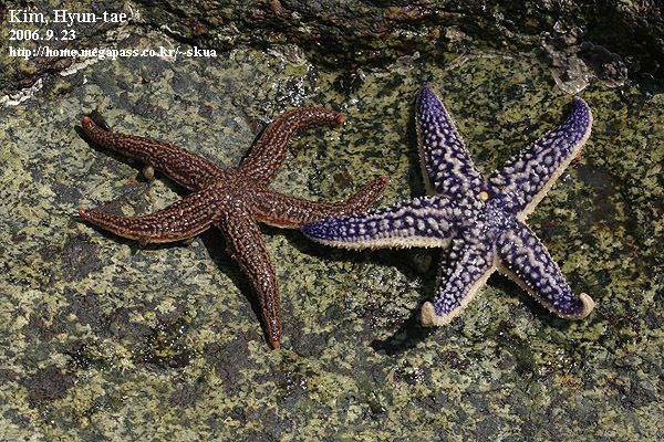 Asterias