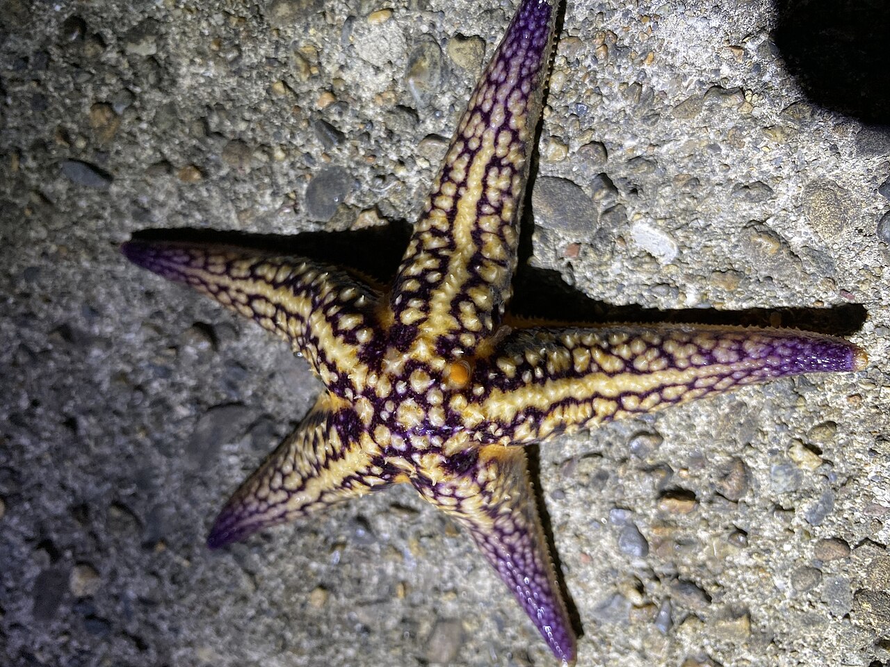Asterias