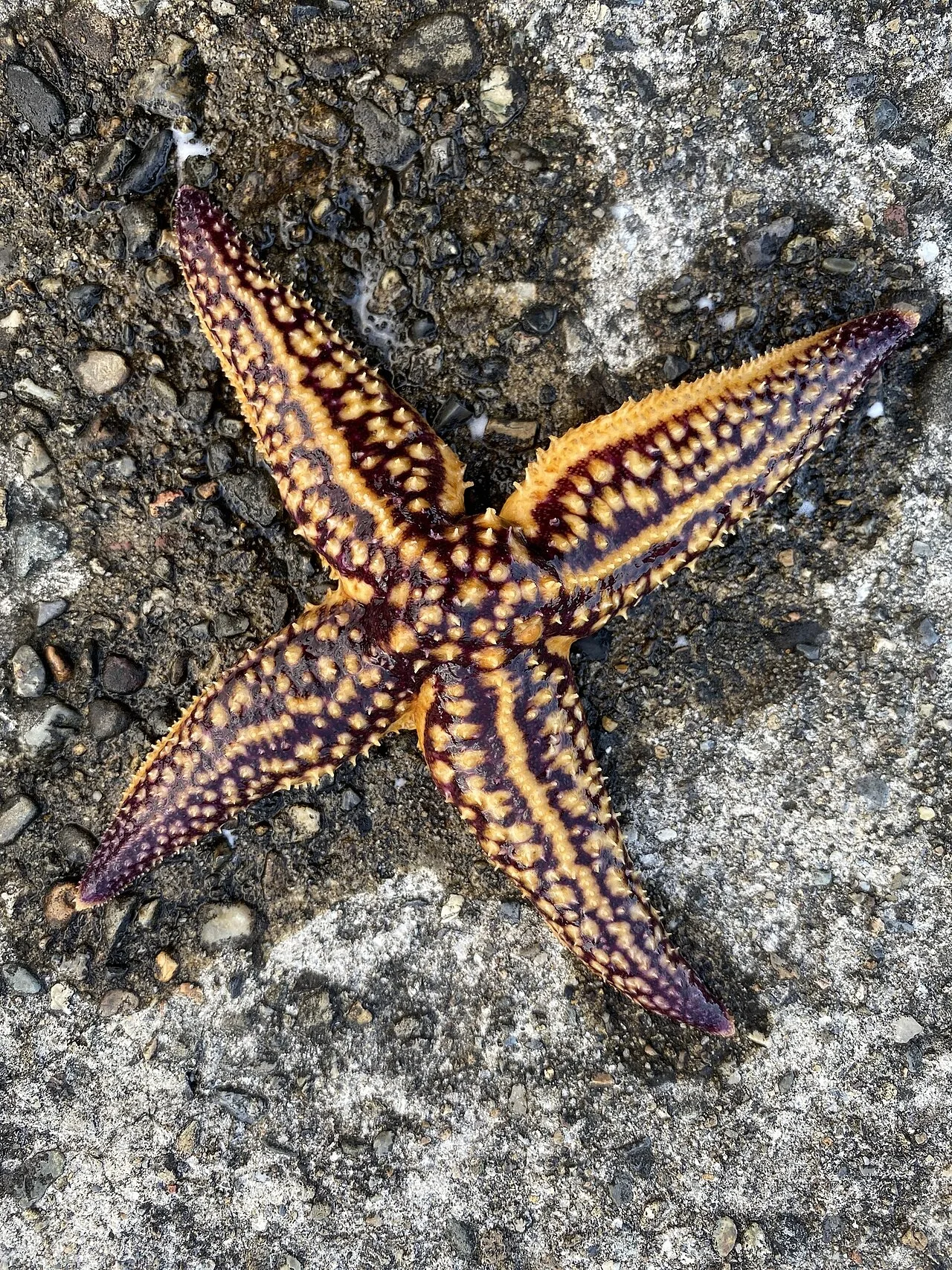 Asterias