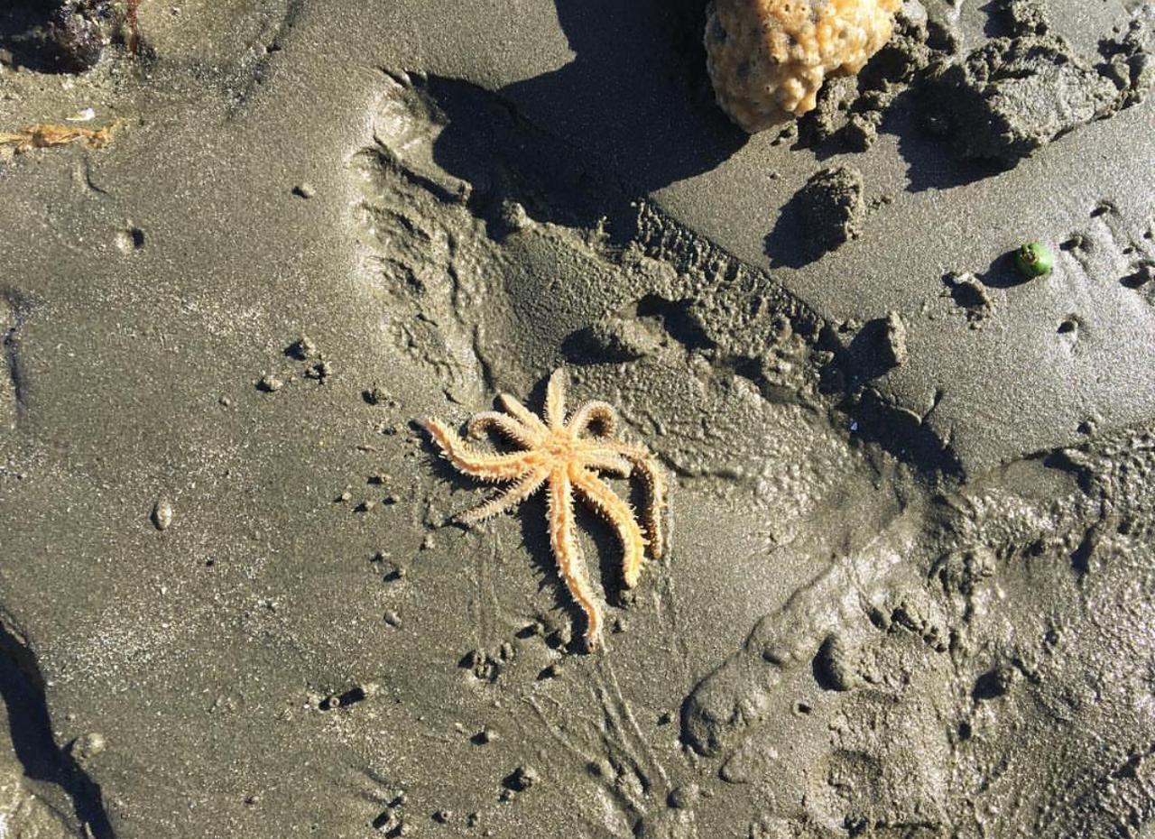 Asteroidea