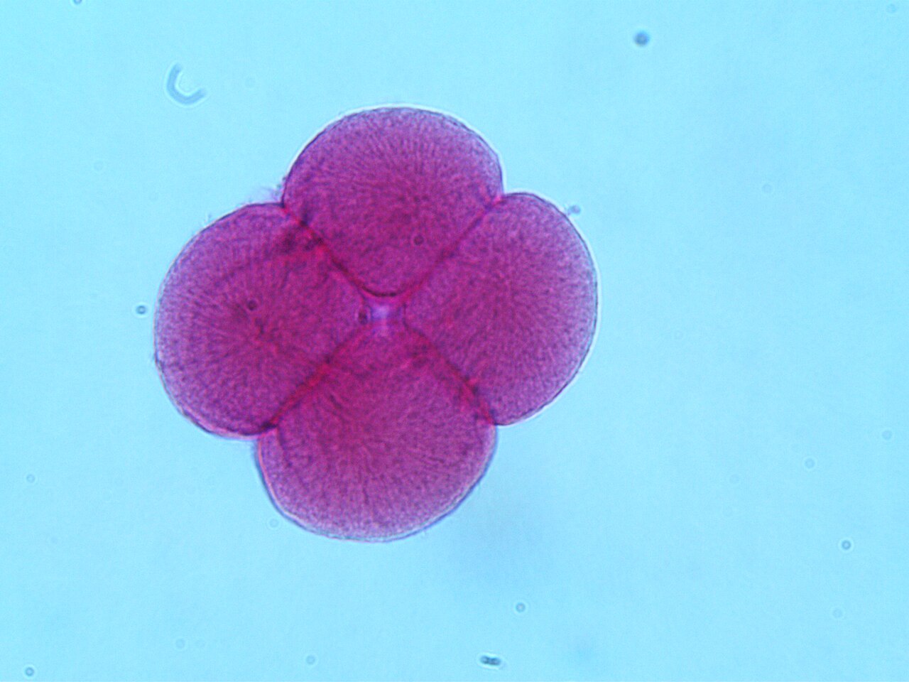 Asteroidea