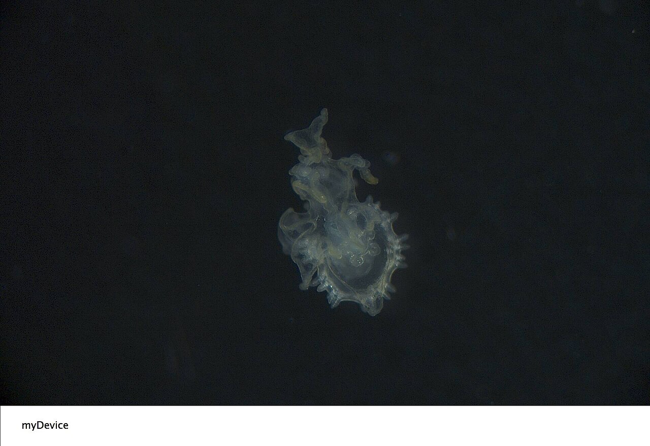 Astropecten
