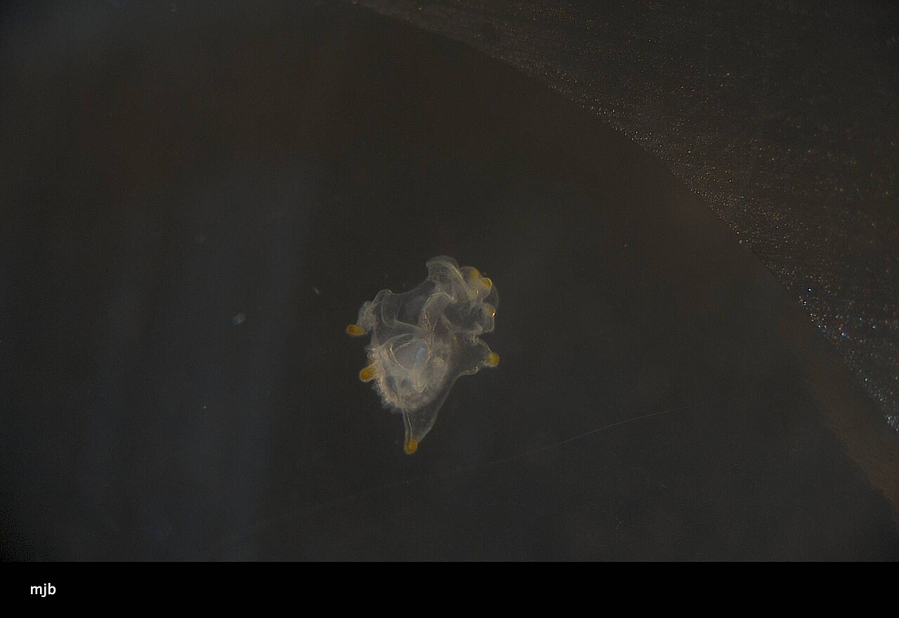 Astropecten