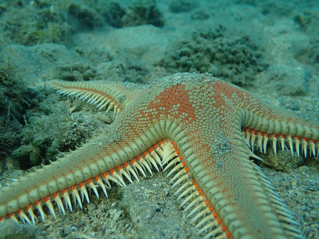 Astropecten