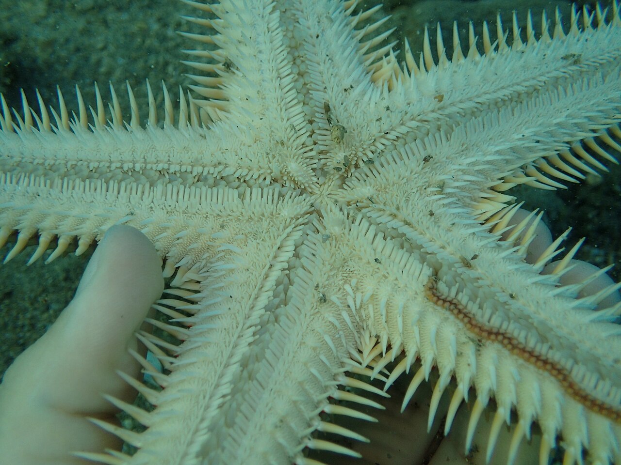 Astropecten