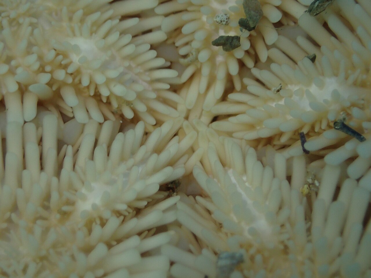 Astropecten