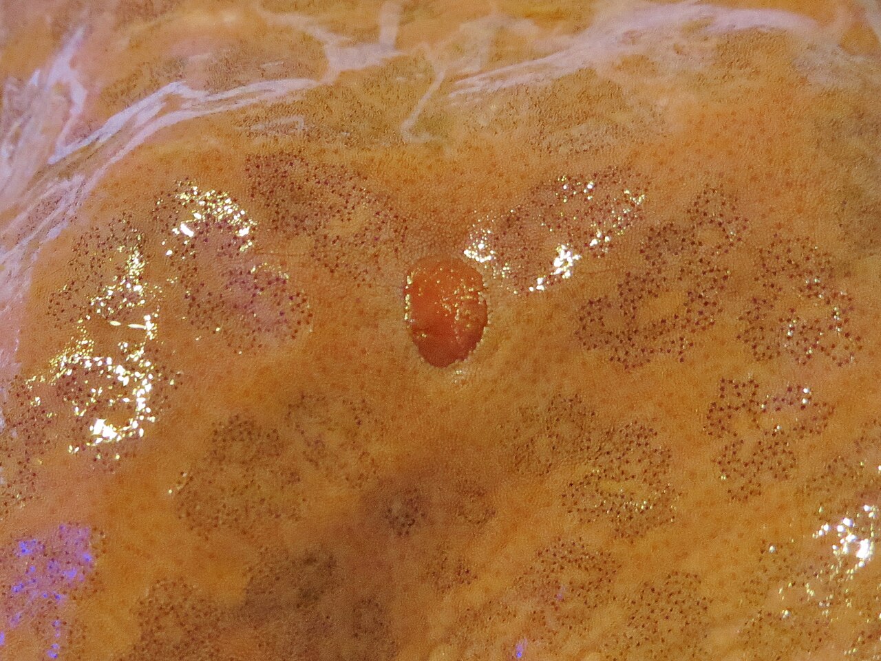 Choriaster