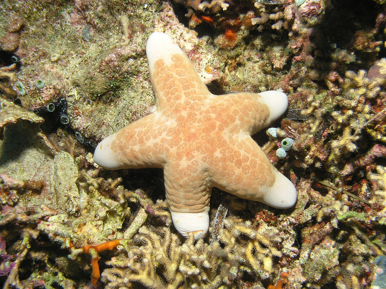 Choriaster