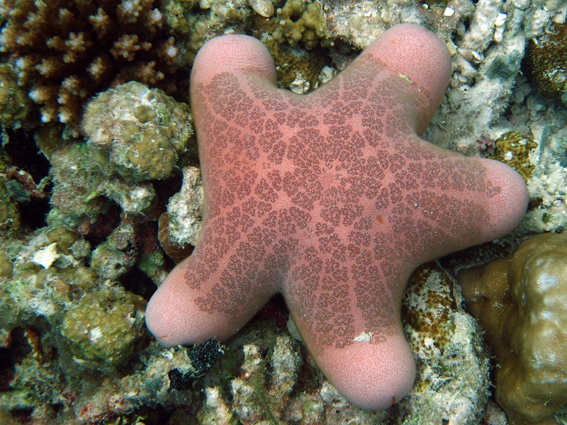 Choriaster