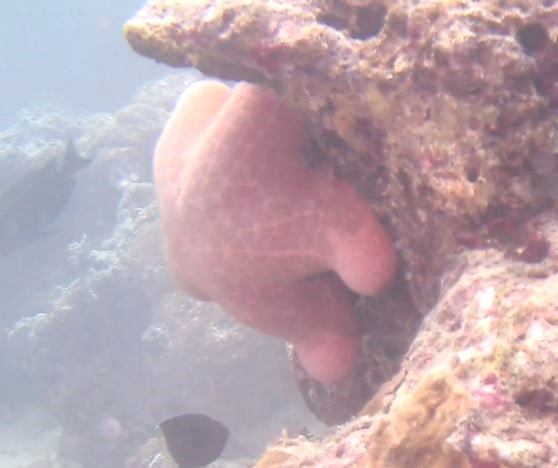 Choriaster