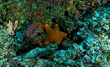 Choriaster