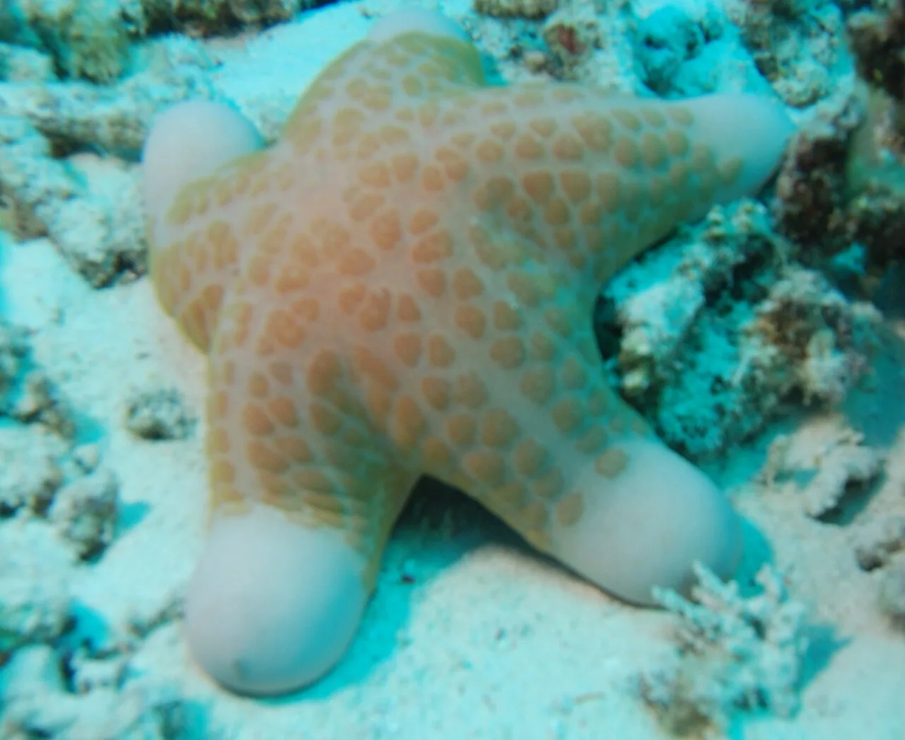 Choriaster