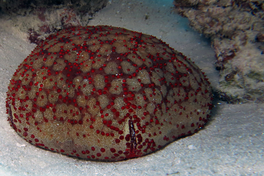 Culcita (echinoderm)