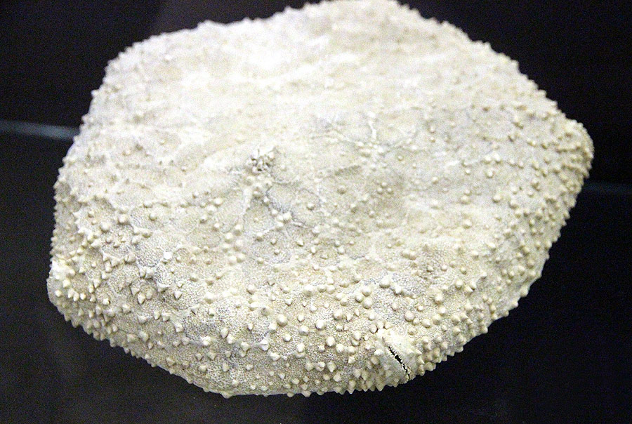 Culcita (echinoderm)
