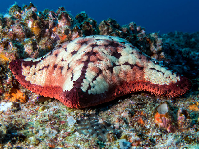 Culcita (echinoderm)