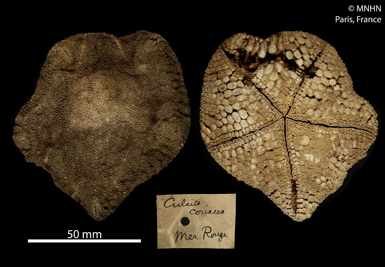Culcita (echinoderm)