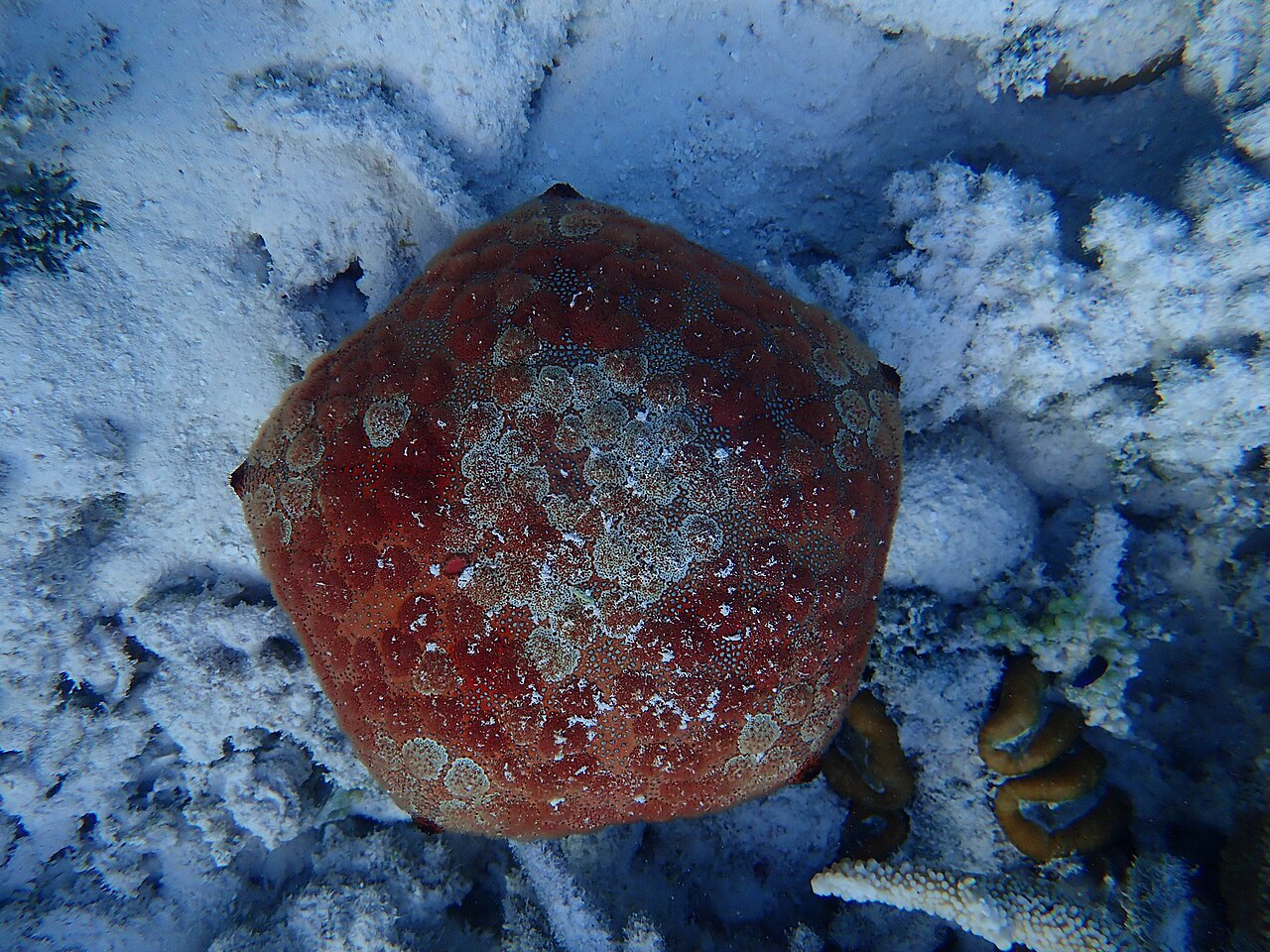 Culcita (echinoderm)