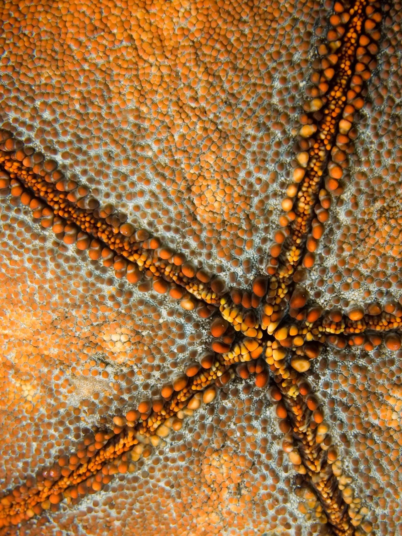Culcita (echinoderm)