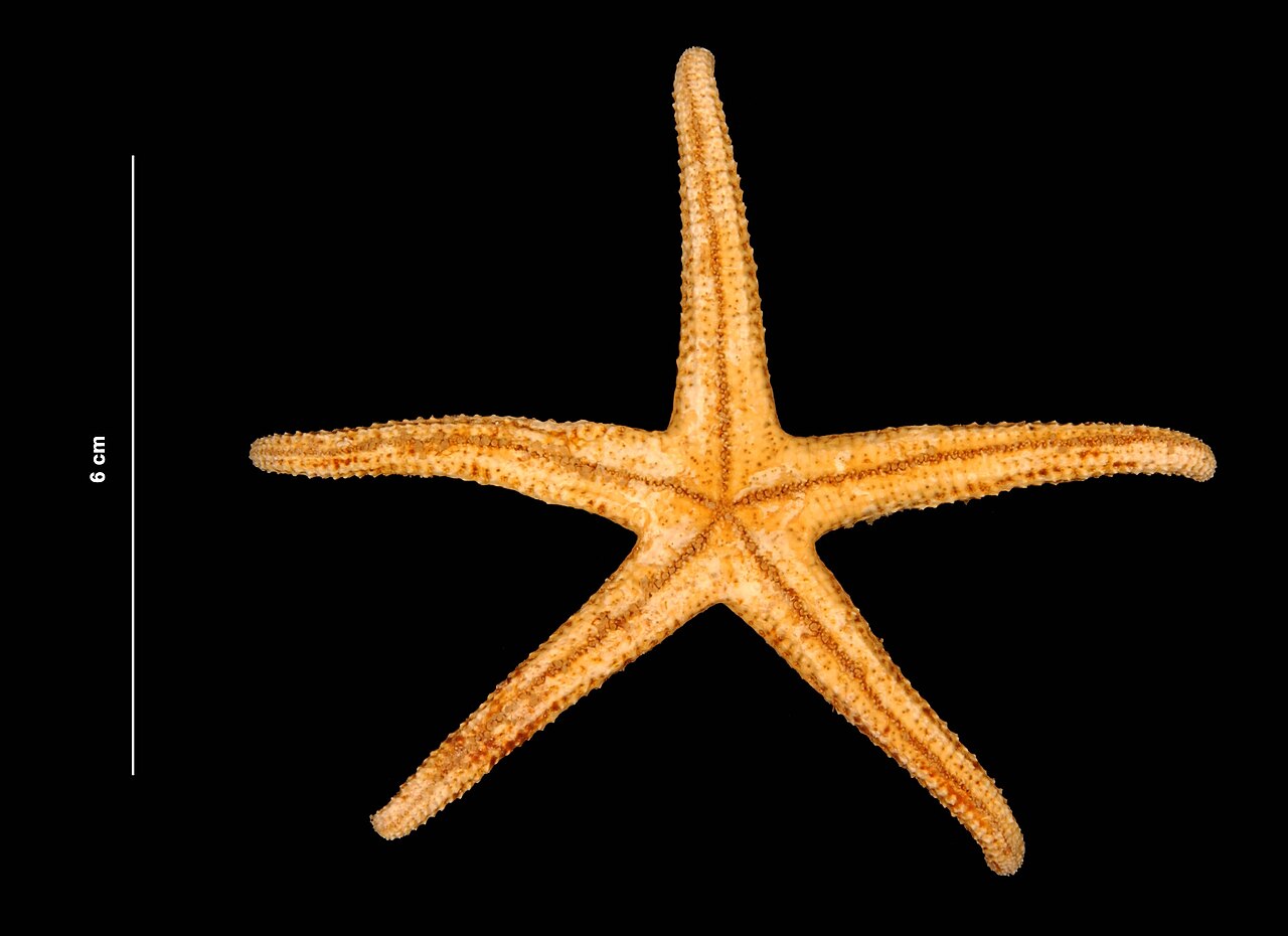 Echinaster