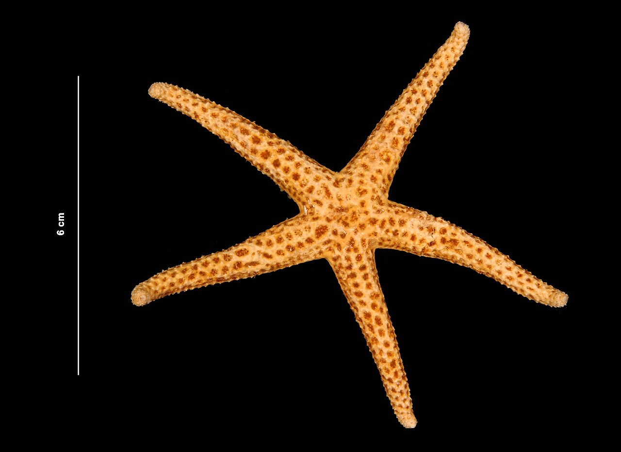 Echinaster