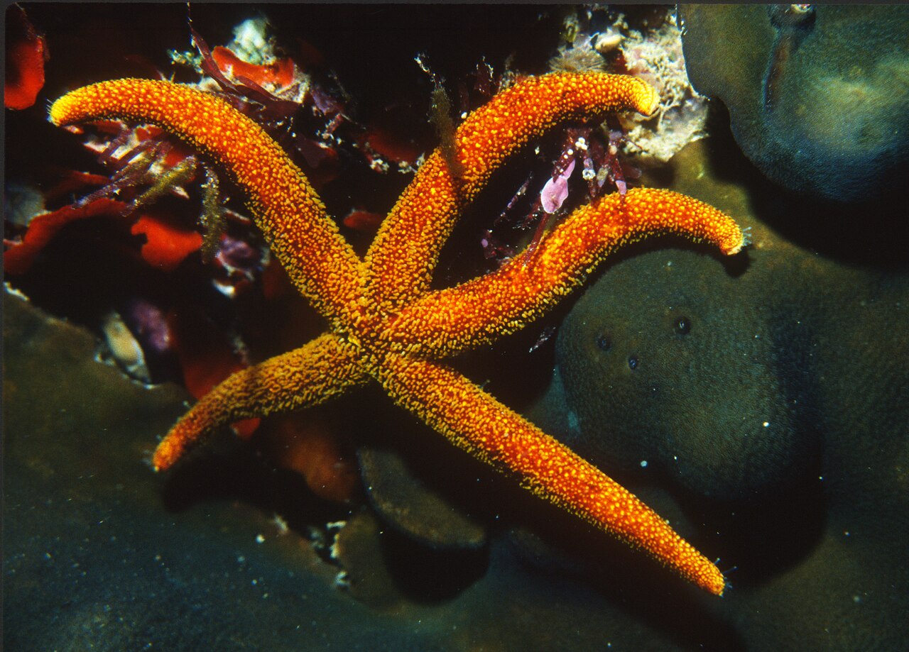 Echinaster