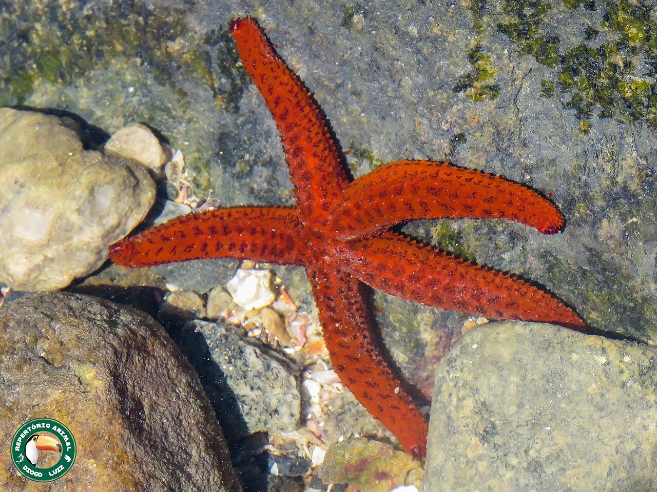Echinaster