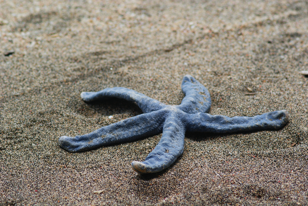 Starfish regeneration