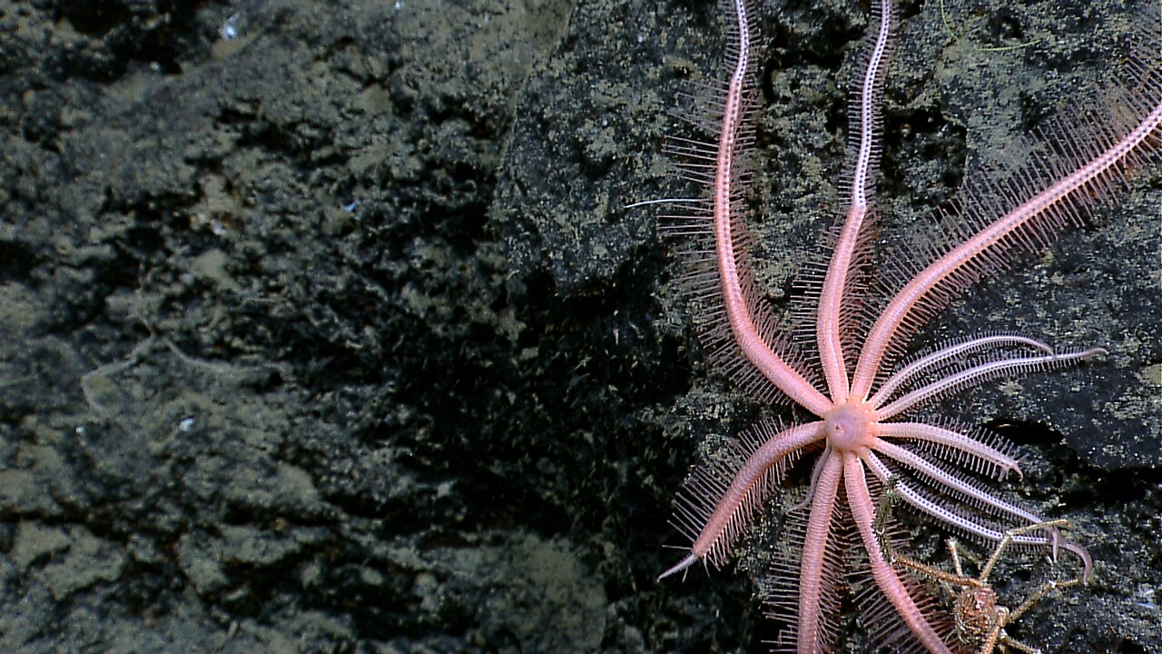 Starfish regeneration